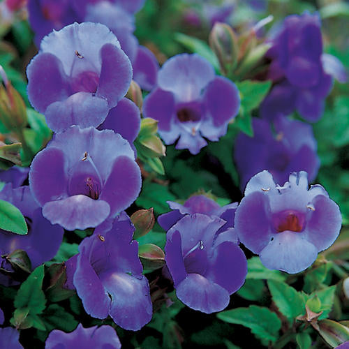 Proven Winners - Torenia - Wishbone Flower Summer Wave Large Blue