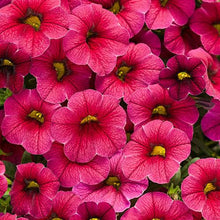 Load image into Gallery viewer, Proven Winners - Calibrachoa - Superbells - Cherry Red
