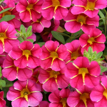 Load image into Gallery viewer, Proven Winners - Calibrachoa - Superbells - Cherry Star
