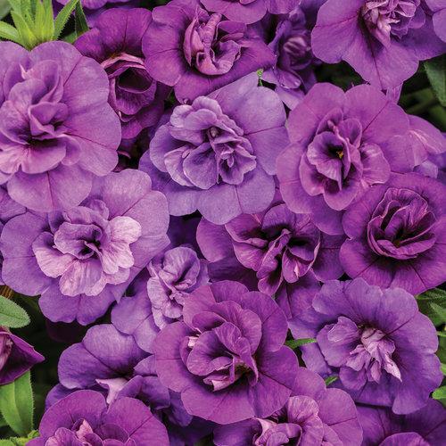 calibrachoa petunia flower seeds Proven Winners - Calibrachoa - Superbells