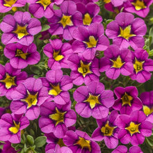 Load image into Gallery viewer, Proven Winners - Calibrachoa - Superbells -Hollywood Star
