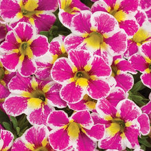 Load image into Gallery viewer, Proven Winners - Calibrachoa - Superbells - Holy Cow
