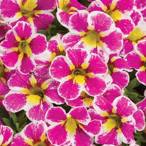 Proven Winners - Calibrachoa - Superbells - Holy Cow – A&M