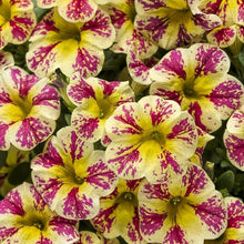Load image into Gallery viewer, Proven Winners - Calibrachoa - Superbells - Holy Moly
