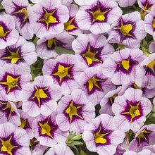 Load image into Gallery viewer, Proven Winners - Calibrachoa - Superbells - Morning Star
