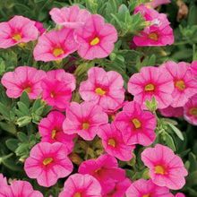 Load image into Gallery viewer, Proven Winners - Calibrachoa - Superbells -Pink
