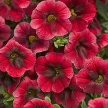 Load image into Gallery viewer, Proven Winners - Calibrachoa - Superbells - Pomegranate Punch
