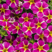 Load image into Gallery viewer, Proven Winners - Calibrachoa - Superbells - Rising Star
