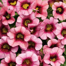 Load image into Gallery viewer, Proven Winners - Calibrachoa - Superbells - Strawberry Punch
