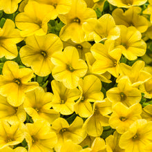 Load image into Gallery viewer, Proven Winners - Calibrachoa - Superbells -Yellow
