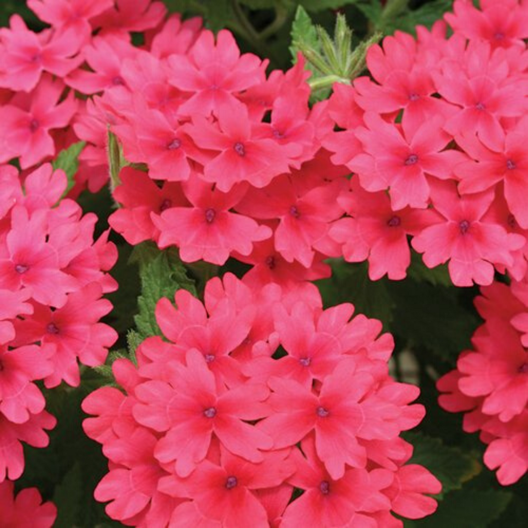 Proven Winners - Superbena - Coral Red