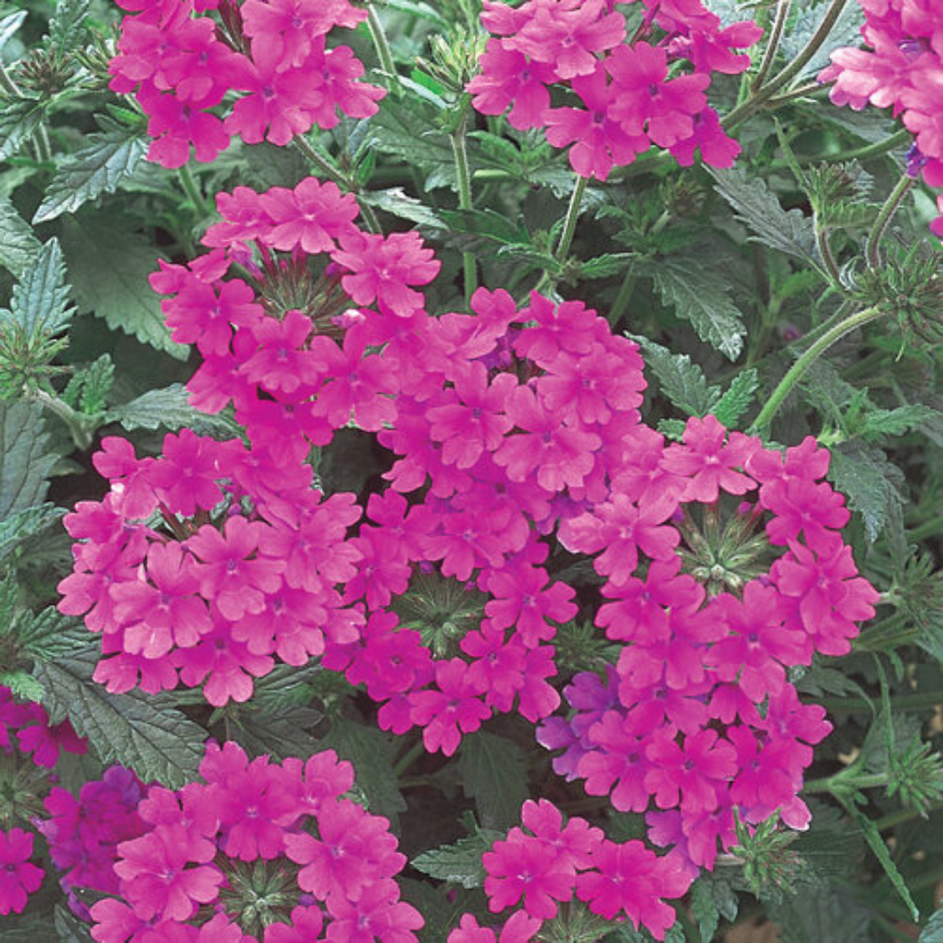 Proven Winners - Superbena - Pink Shades
