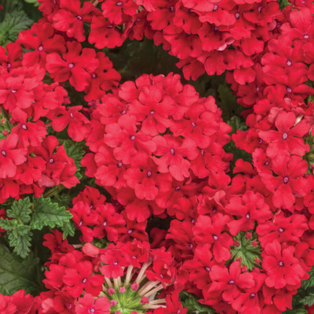 Proven Winners - Superbena - Red