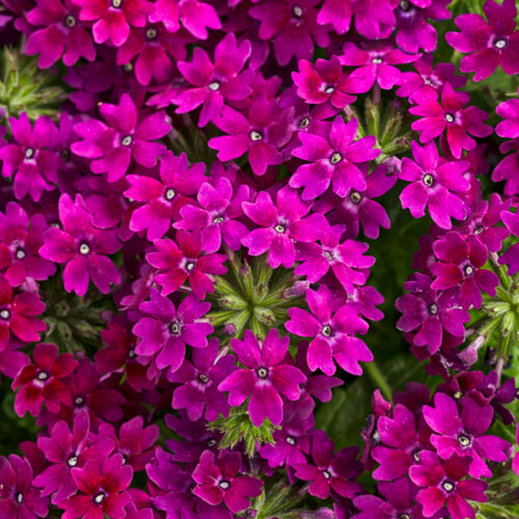 Proven Winners - Superbena - Royale Plum Wine