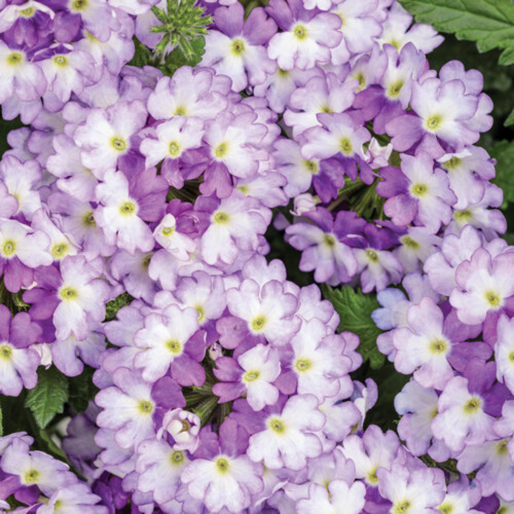 Proven Winners - Superbena - Sparkling Amethyst
