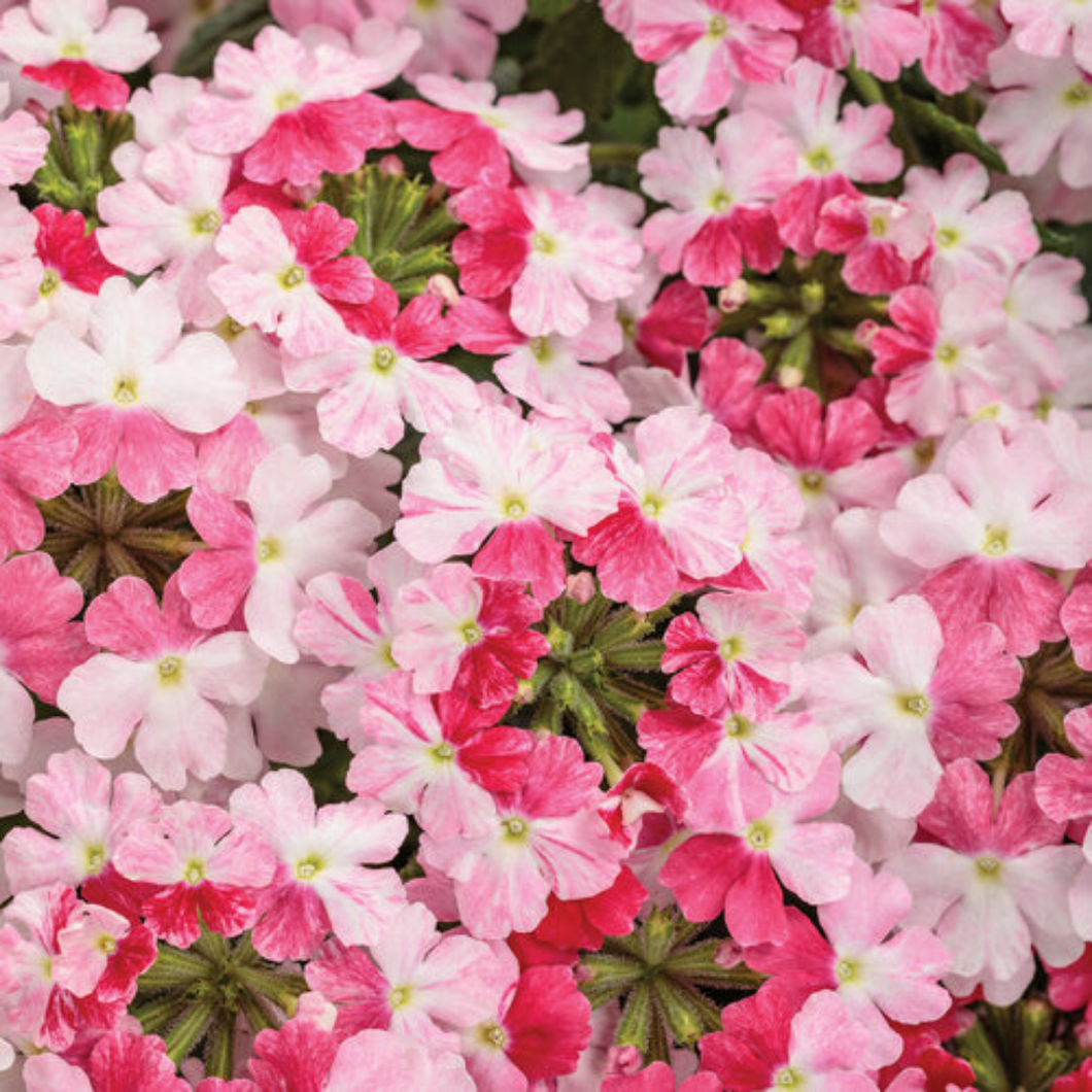 Proven Winners - Superbena - Sparkling Rose