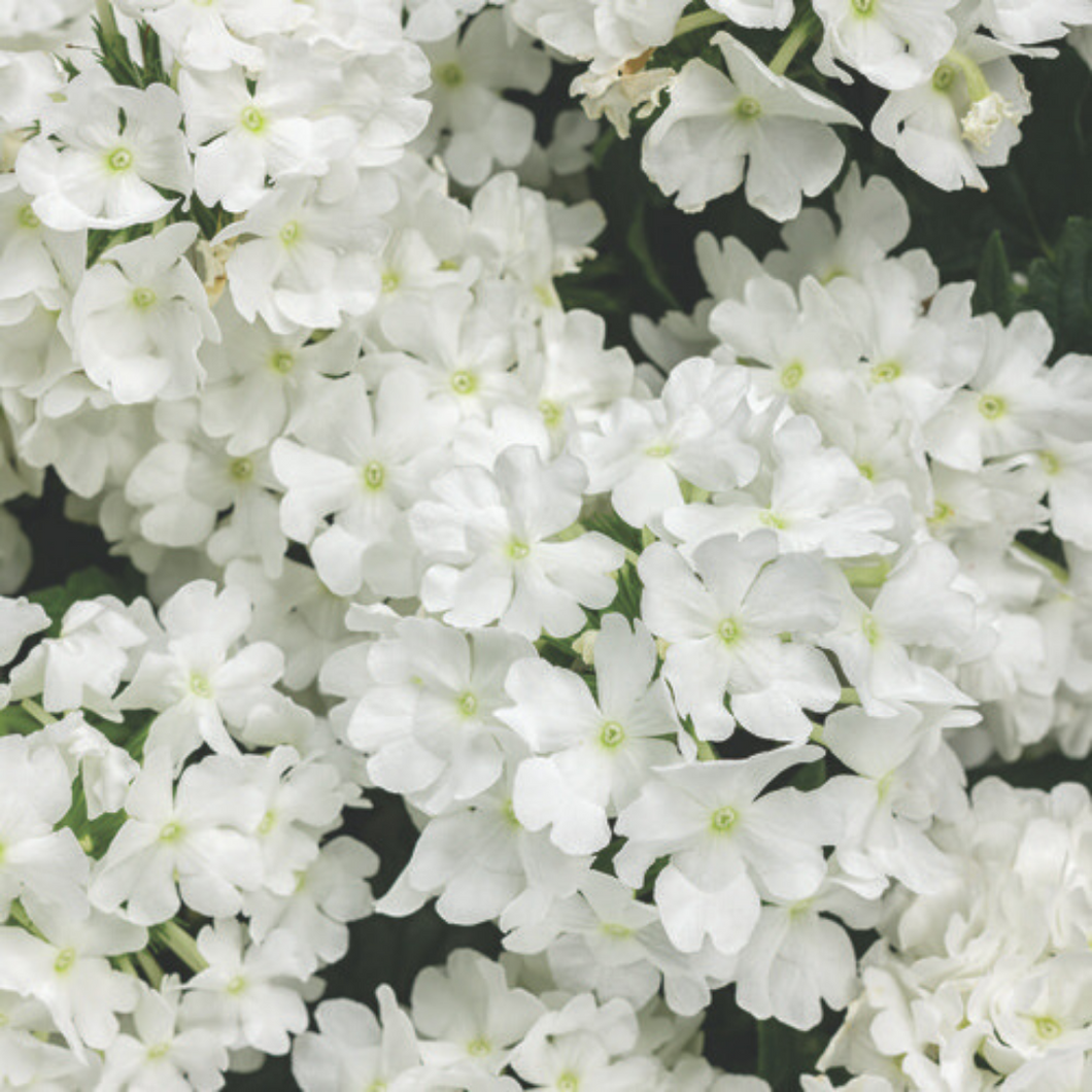 Proven Winners - Superbena - Whiteout