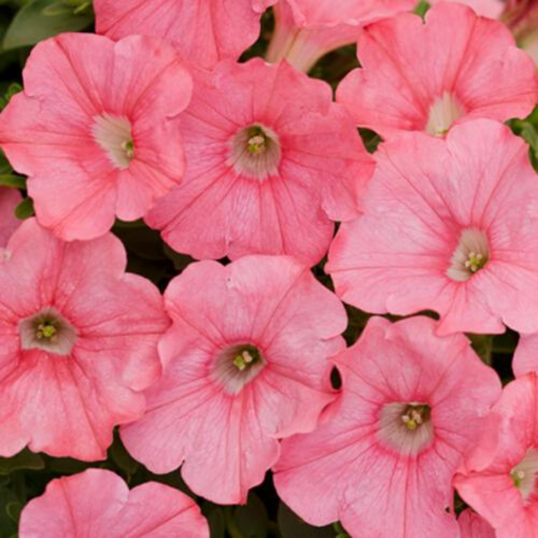 Proven Winners - Supertunia - Bermuda Beach