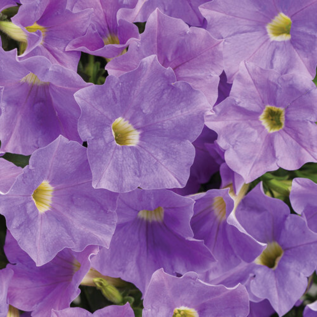 Proven Winners - Supertunia - Blue Skies