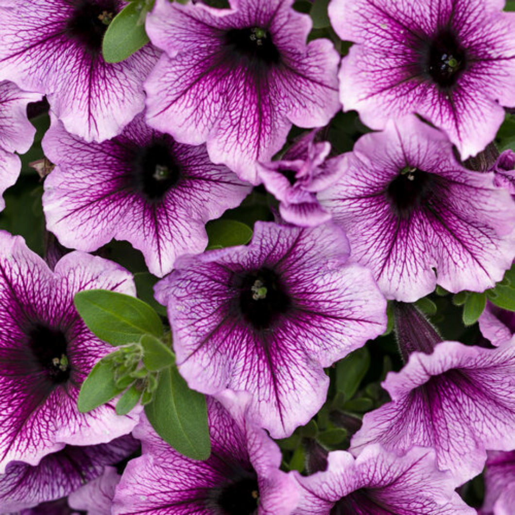 Proven Winners - Supertunia - Bordeaux