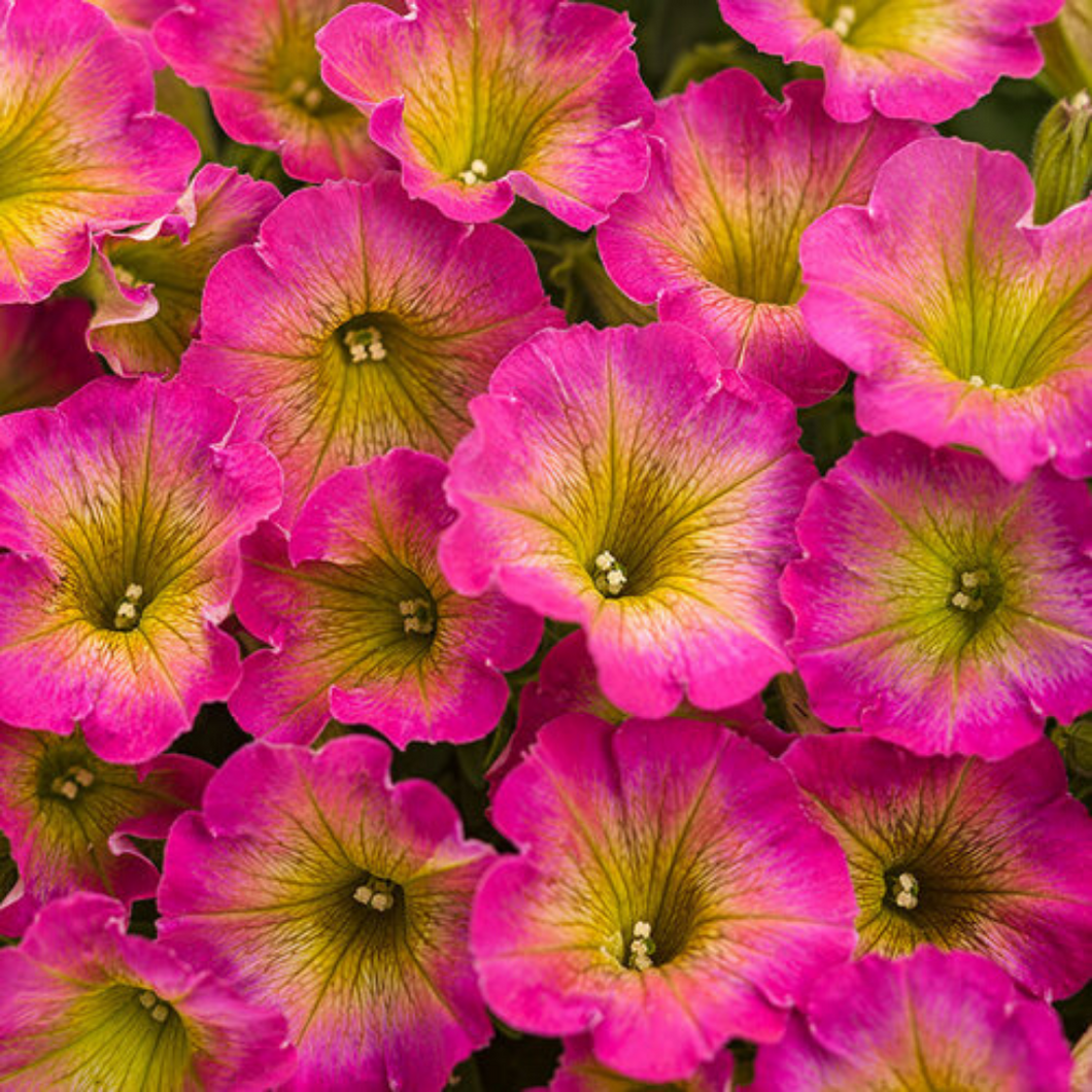 Proven Winners - Supertunia - Daybreak Charm