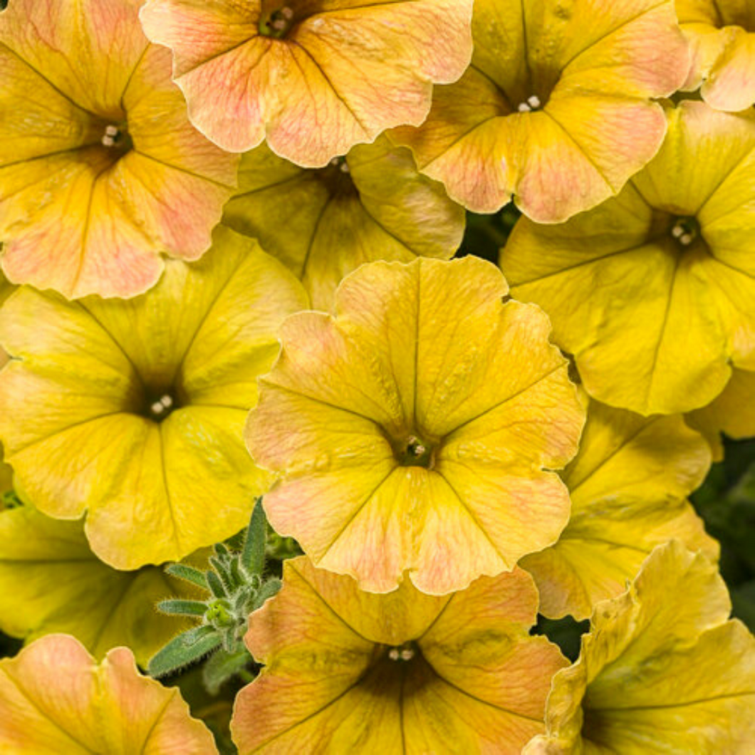 Proven Winners - Supertunia - Honey