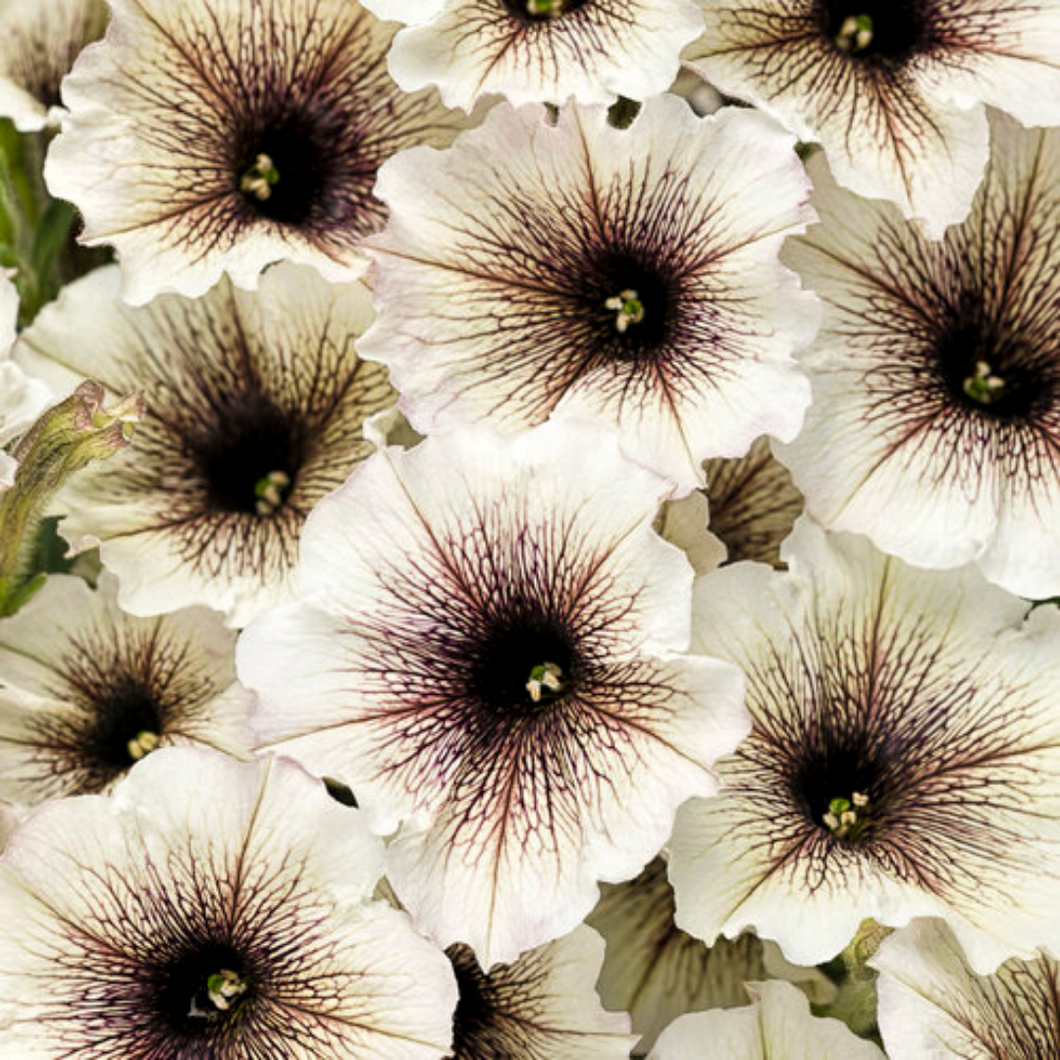Proven Winners - Supertunia - Latte