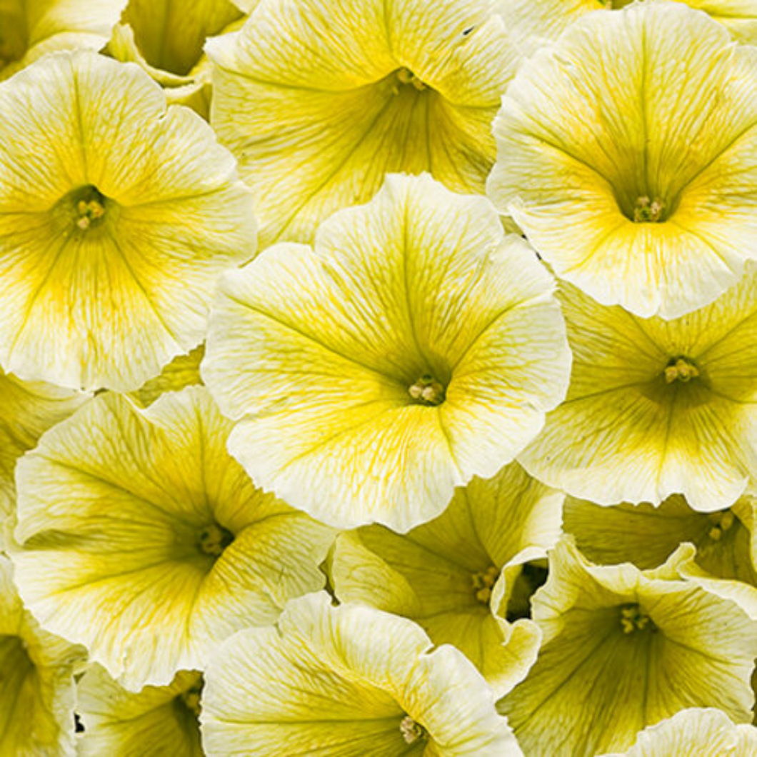 Proven Winners - Supertunia - White