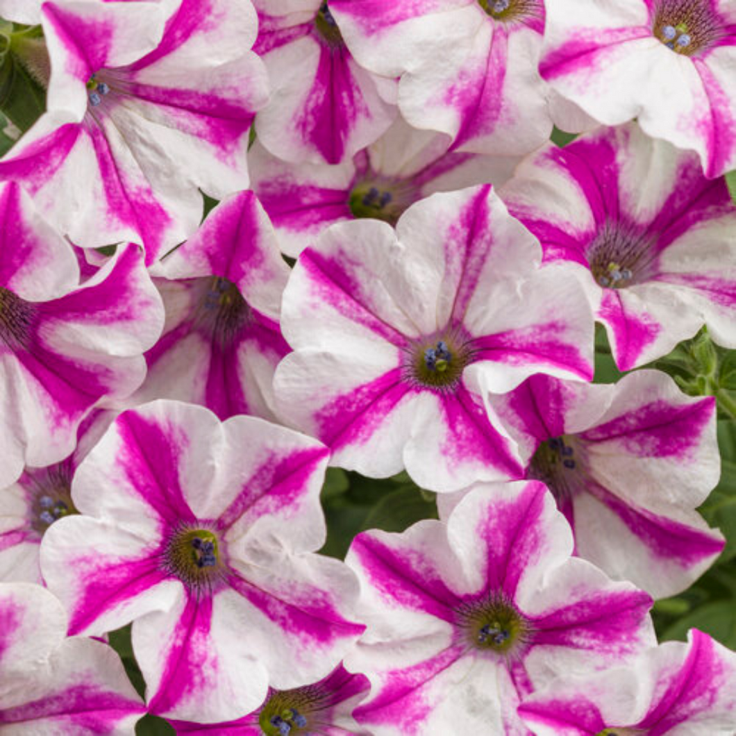 Proven Winners - Supertunia - Love Dovie