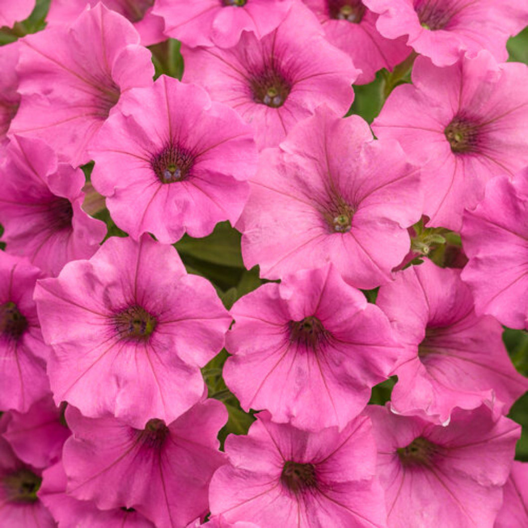 Proven Winners - Supertunia - Mini Vista - Hot Pink