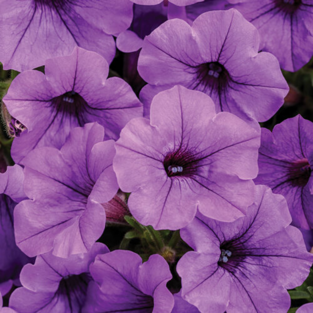 Proven Winners - Supertunia - Mini Vista - Indigo