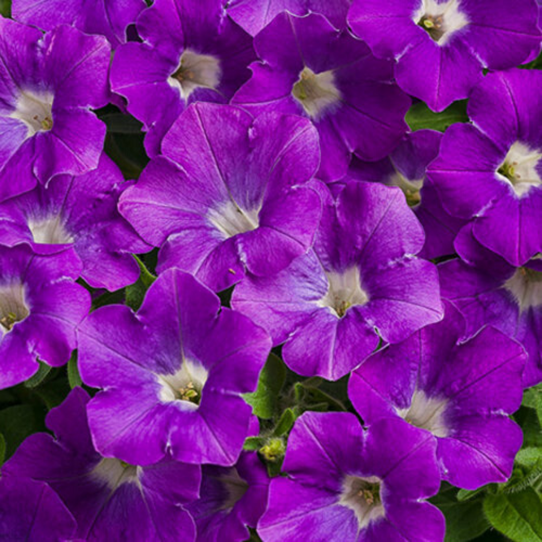 Proven Winners - Supertunia - Mini Vista - Morning Glory