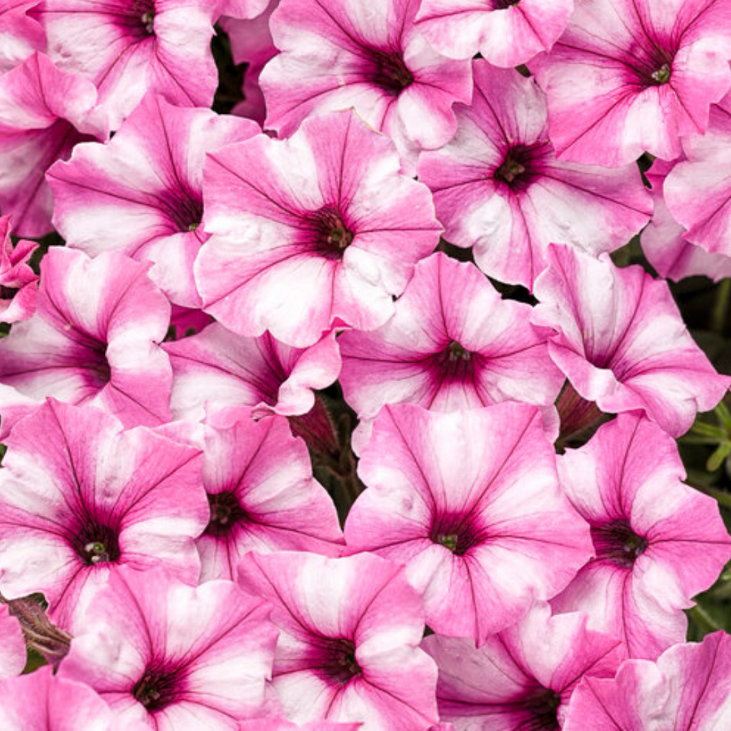Proven Winners - Supertunia - Mini Vista - Pink Star