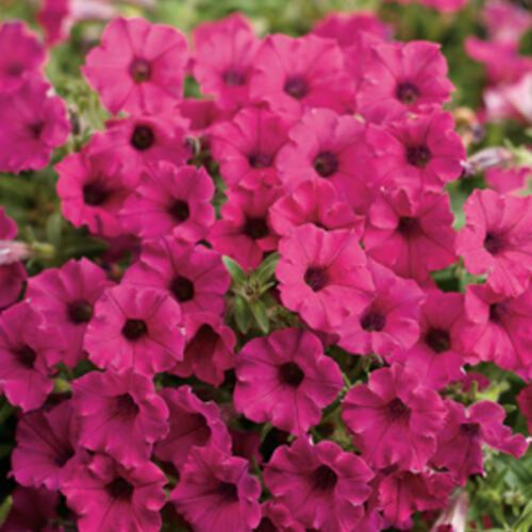 Proven Winners - Supertunia - Mini Vista - Sangria