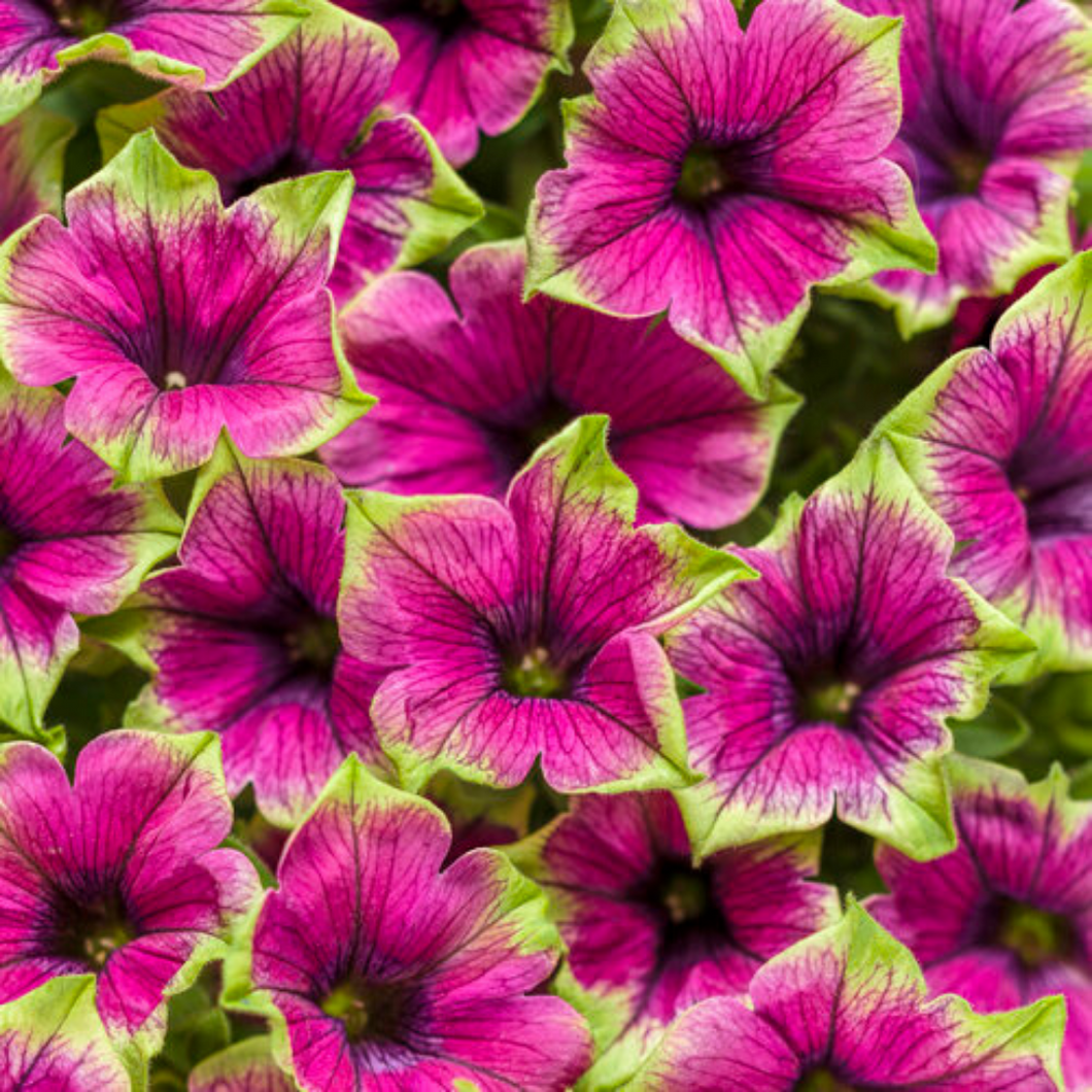 Proven Winners - Supertunia - Picasso In Purple