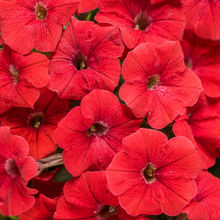 Load image into Gallery viewer, Proven Winners - Supertunia - Really Red
