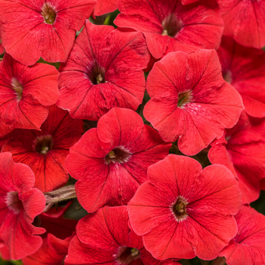 Proven Winners - Supertunia - Really Red