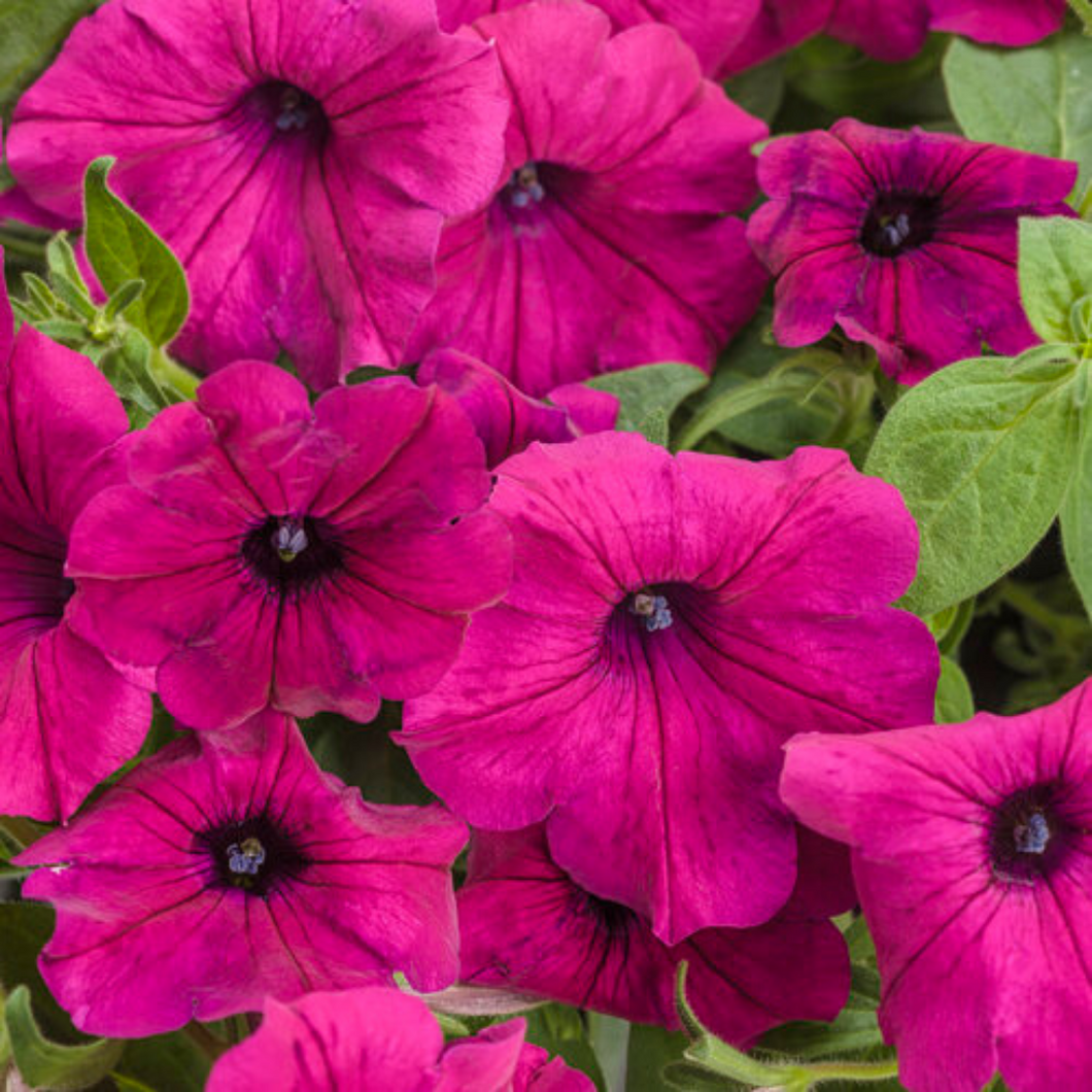 Proven Winners - Supertunia - Royal Magenta