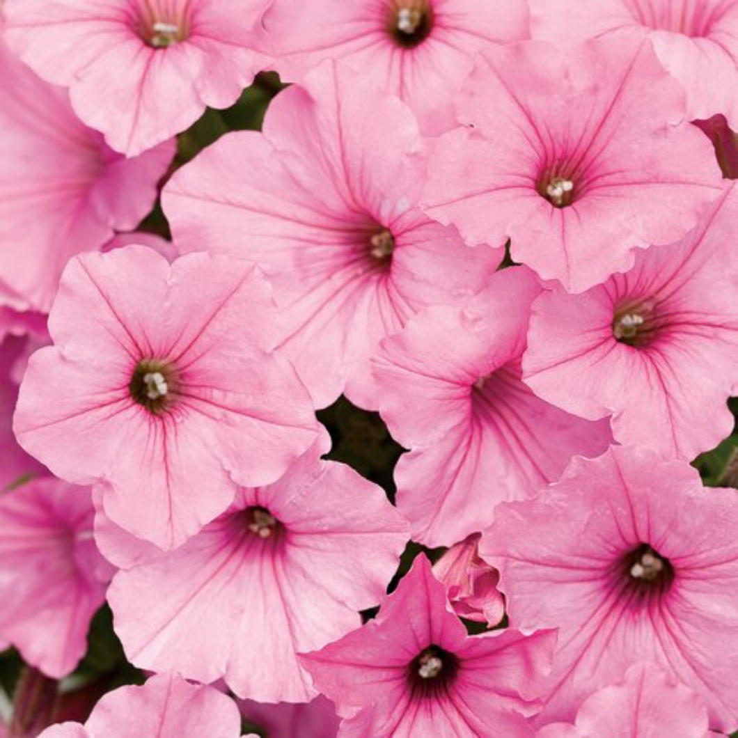 Proven Winners - Supertunia - Vista - Bubblegum
