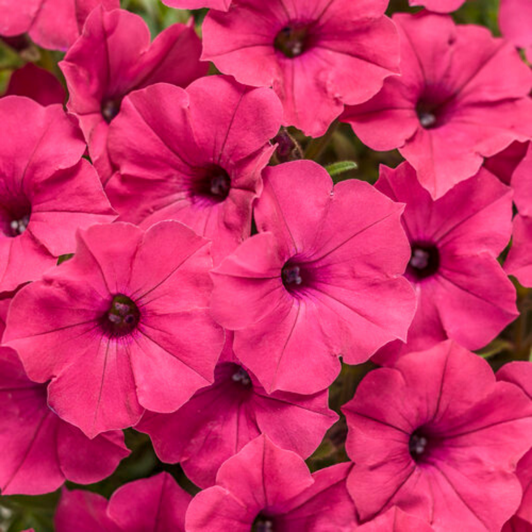 Proven Winners - Supertunia - Vista - Fuchsia