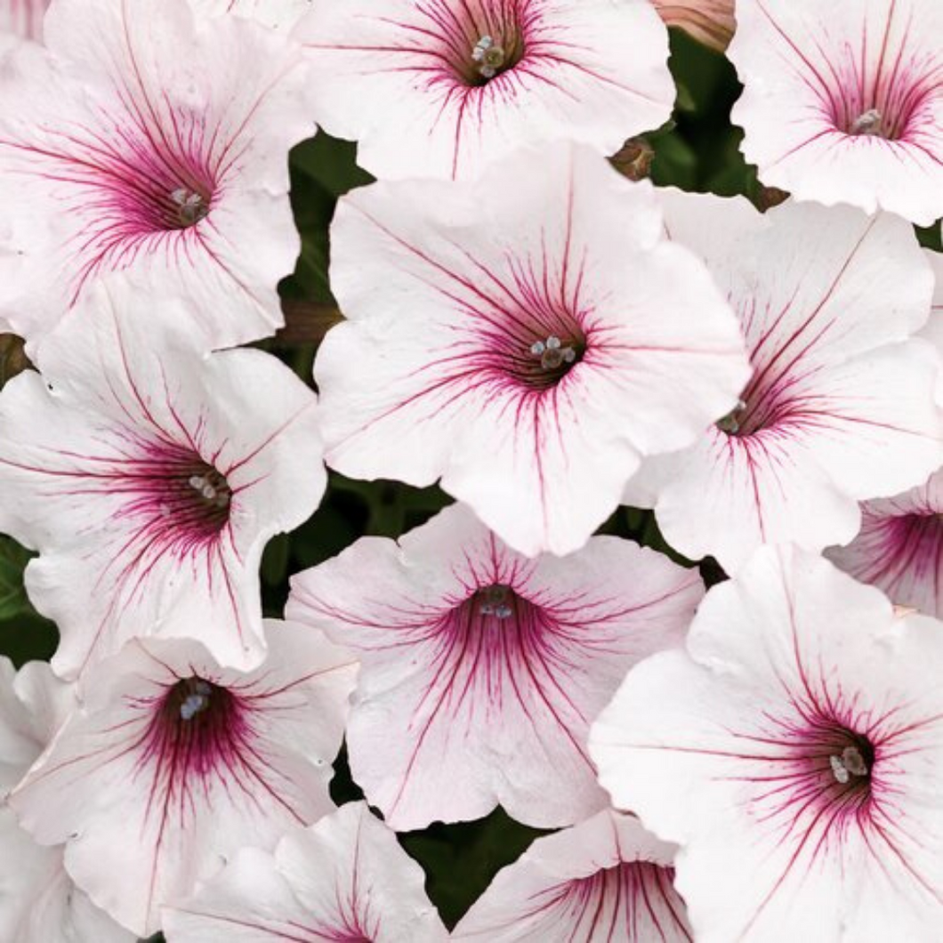 Proven Winners - Supertunia - Vista - Silverberry