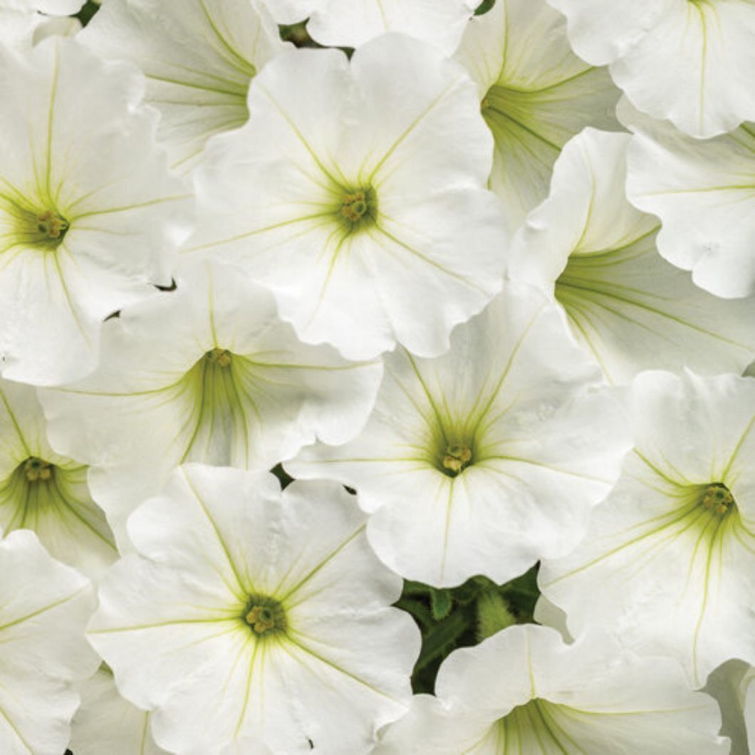 Proven Winners - Supertunia - Vista - Snowdrift