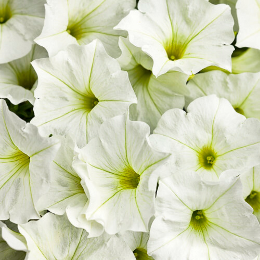 Proven Winners - Supertunia - Really Red