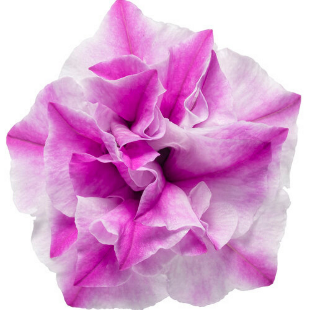 Proven Winners - Supertunia - Double - Sharon