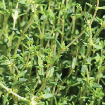 Savor - Herbs - Thyme Cookin Thyme