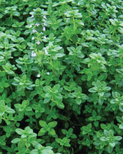 Savor - Herbs - Thyme Thyme for Everything