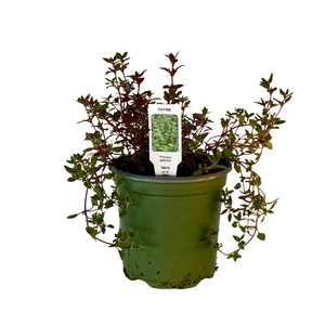 Thyme Plant 4.5” Pot