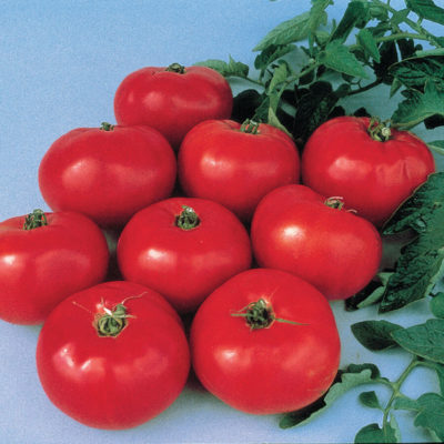 Savor - Herbs - Tomato Brandywine