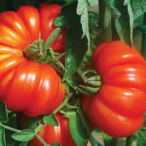 Savor - Herbs - Tomato Costoluto Genovese