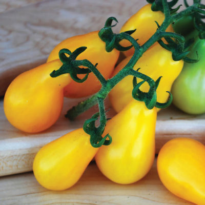 Savor - Herbs - Tomato Yellow Pear